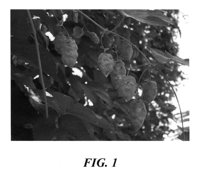 Figure 1 of US plant patent PP21289, the photograph of HBC 394 printed in the patent.