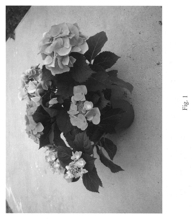 Figure 1 of US plant patent PP21290, the photograph of Hormei printed in the patent.