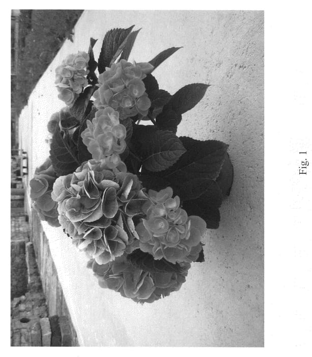 Figure 1 of US plant patent PP21291, the photograph of Horath printed in the patent.