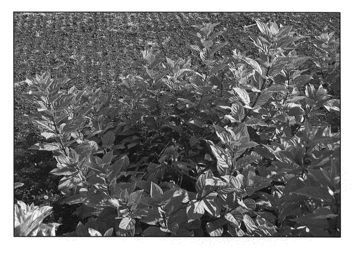 Figure 1 of US plant patent PP21292, the photograph of Bokratorch printed in the patent.