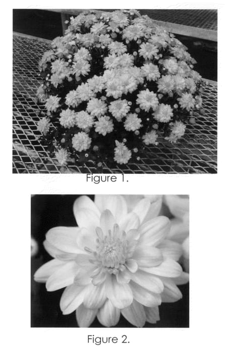 Figure 1 of US plant patent PP21293, the photograph of Crazy Yovictoria printed in the patent.