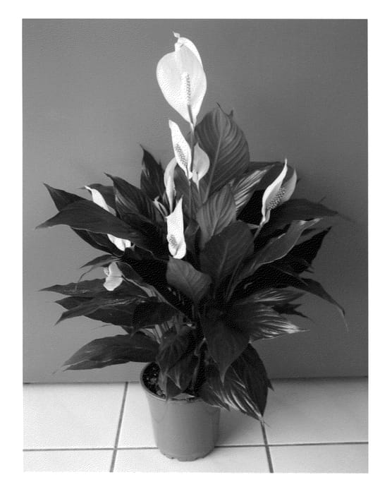 Figure 1 of US plant patent PP21294, the photograph of Sparanke printed in the patent.