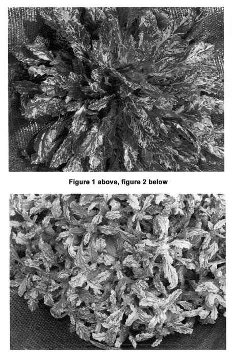 Figure 1 of US plant patent PP21295, the photograph of Sparkler printed in the patent.