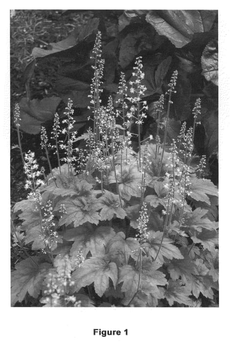 Figure 1 of US plant patent PP21296, the photograph of Sweet Tea printed in the patent.
