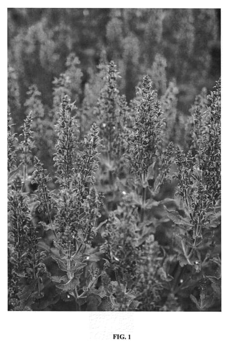 Figure 1 of US plant patent PP21297, the photograph of Florsaldblue printed in the patent.