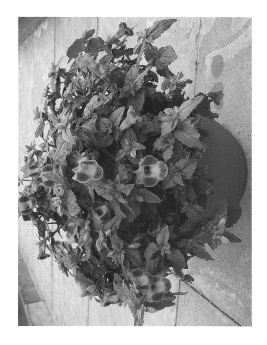Figure 1 of US plant patent PP21298, the photograph of Tor Bule printed in the patent.