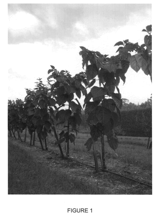 Figure 1 of US plant patent PP21299, the photograph of Sweeten printed in the patent.