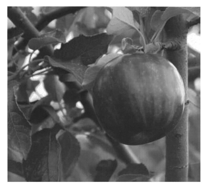 Figure 1 of US plant patent PP21300, the photograph of Campbell Jonathan printed in the patent.
