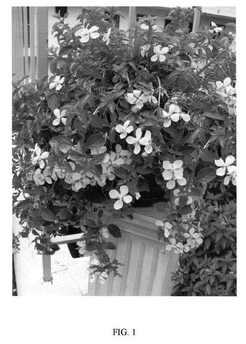 Figure 1 of US plant patent PP21301, the photograph of Blushing Cascade printed in the patent.