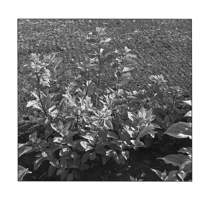 Figure 1 of US plant patent PP21302, the photograph of Bokraplume printed in the patent.