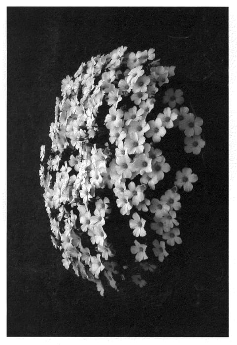 Figure 1 of US plant patent PP21303, the photograph of Sapare printed in the patent.
