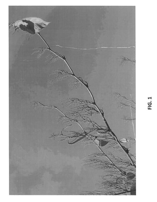 Figure 1 of US plant patent PP21304, the photograph of Igniscum printed in the patent.