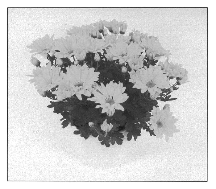 Figure 1 of US plant patent PP21305, the photograph of Letitia Time Sunny printed in the patent.