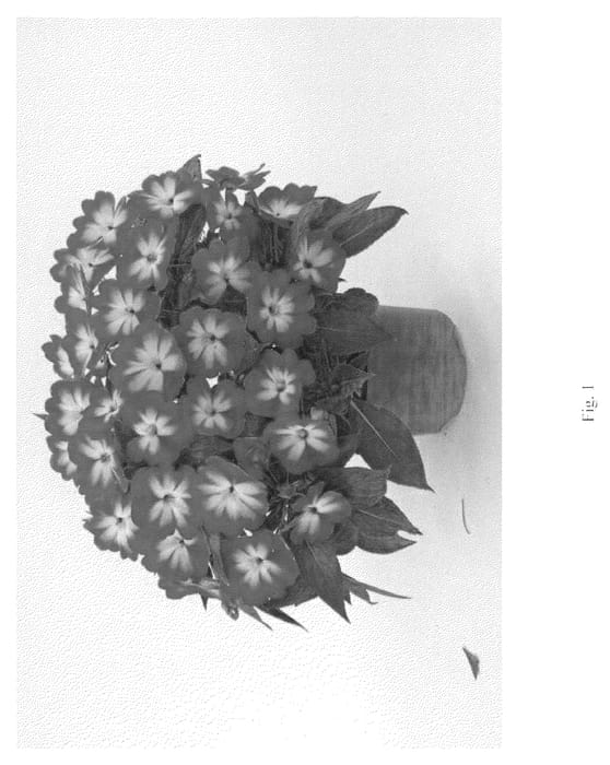 Figure 1 of US plant patent PP21306, the photograph of DANHAR305 printed in the patent.