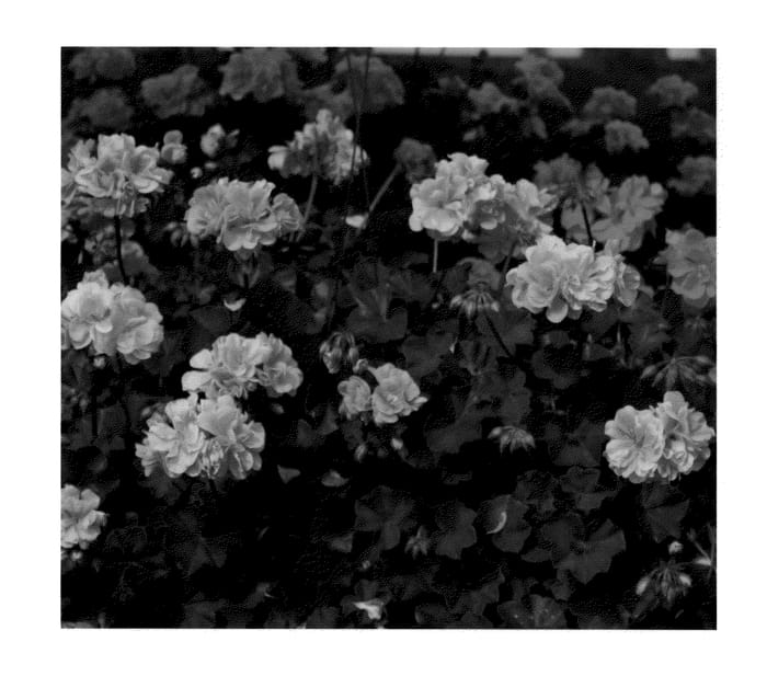 Figure 1 of US plant patent PP21307, the photograph of KLEPP08209 printed in the patent.