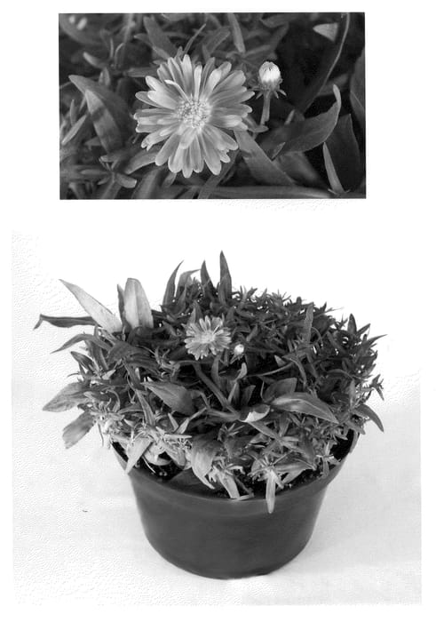 Figure 1 of US plant patent PP21308, the photograph of Kiastgrana printed in the patent.