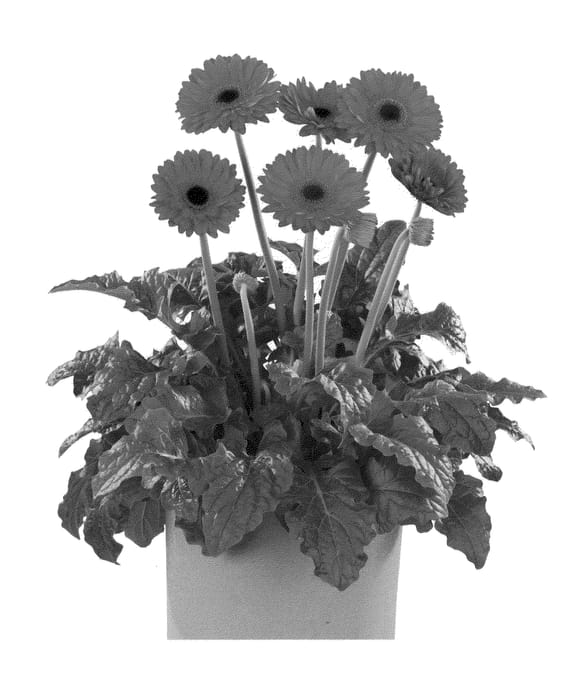 Figure 1 of US plant patent PP21309, the photograph of Flomite printed in the patent.