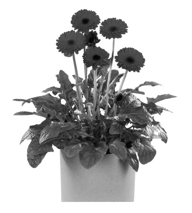 Figure 1 of US plant patent PP21310, the photograph of Florush printed in the patent.