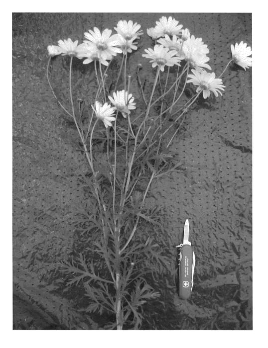 Figure 1 of US plant patent PP21311, the photograph of ARG B07 printed in the patent.