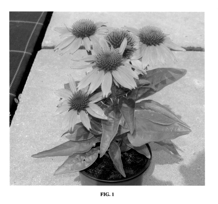 Figure 1 of US plant patent PP21312, the photograph of Kiechotpi printed in the patent.