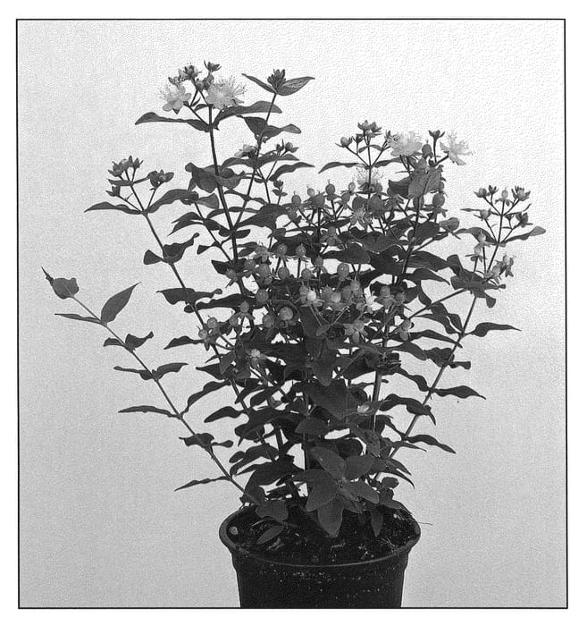 Figure 1 of US plant patent PP21313, the photograph of Kolmarest printed in the patent.