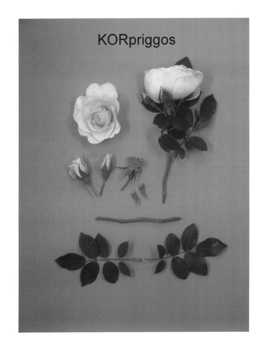 Figure 1 of US plant patent PP21314, the photograph of KORpriggos printed in the patent.