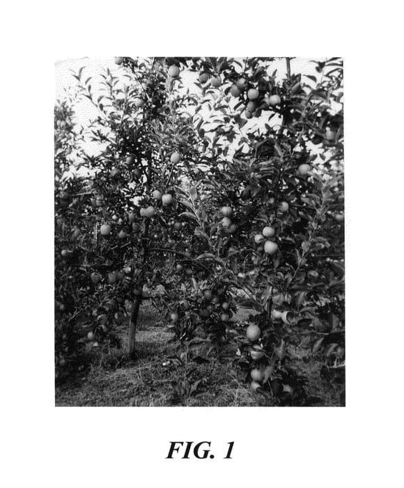 Figure 1 of US plant patent PP21315, the photograph of Jugala printed in the patent.