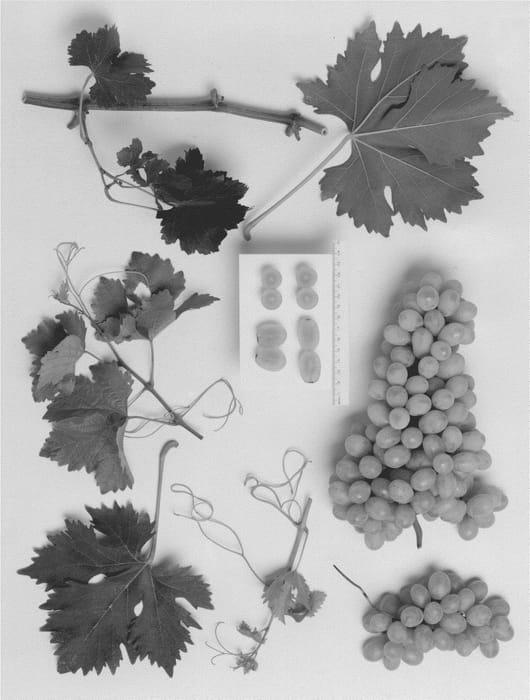 Figure 1 of US plant patent PP21316, the photograph of Sheegene-3 printed in the patent.