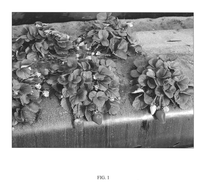 Figure 1 of US plant patent PP21317, the photograph of Florida Elyana printed in the patent.
