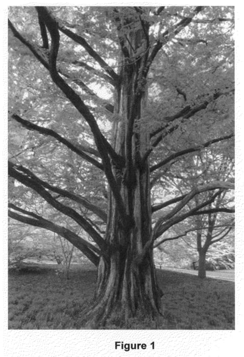 Figure 1 of US plant patent PP21318, the photograph of Raven printed in the patent.