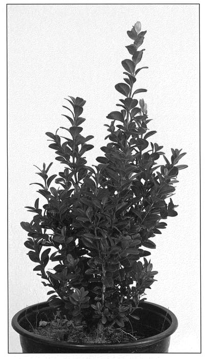 Figure 1 of US plant patent PP21319, the photograph of Furore printed in the patent.