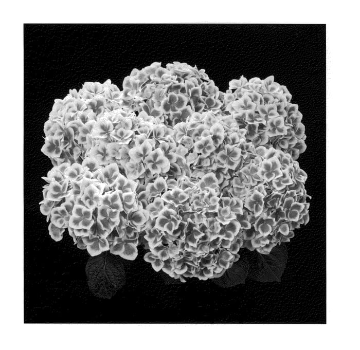 Figure 1 of US plant patent PP21320, the photograph of Agrihydraacht printed in the patent.
