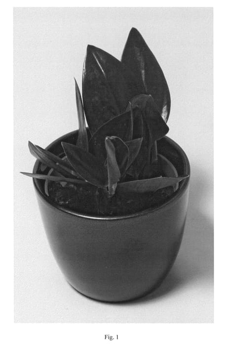 Figure 1 of US plant patent PP21321, the photograph of SUPHA10 printed in the patent.