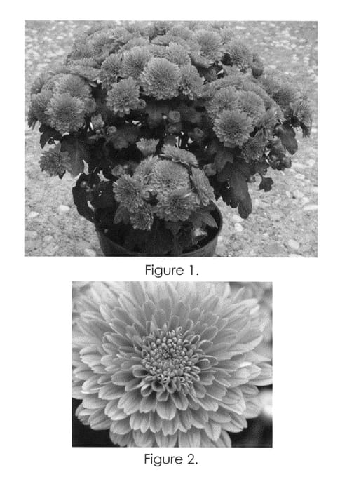 Figure 1 of US plant patent PP21322, the photograph of Brunette Yobarbie printed in the patent.