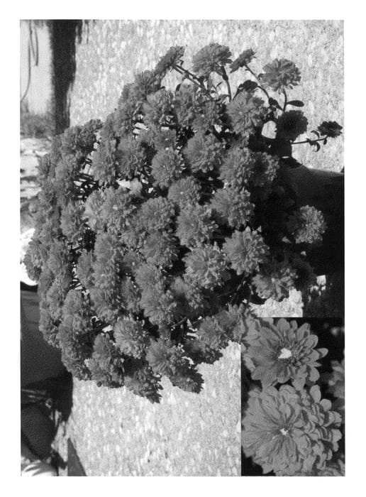 Figure 1 of US plant patent PP21323, the photograph of Nutty Yofiona printed in the patent.