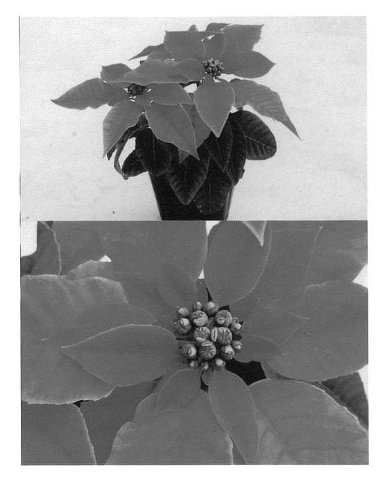 Figure 1 of US plant patent PP21324, the photograph of Bonpridepcom printed in the patent.