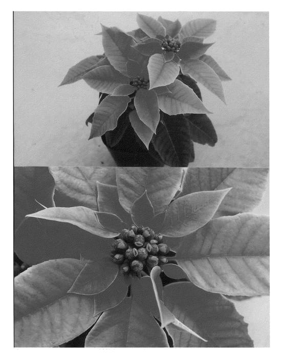 Figure 1 of US plant patent PP21325, the photograph of Bonpripicom printed in the patent.