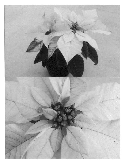 Figure 1 of US plant patent PP21326, the photograph of Bonpripapcom printed in the patent.
