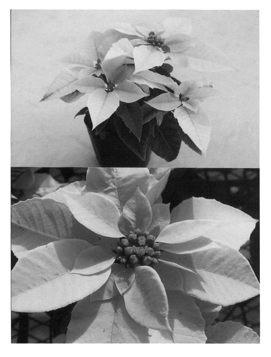 Figure 1 of US plant patent PP21327, the photograph of Bonprilipcom printed in the patent.