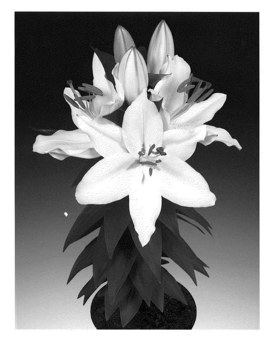 Figure 1 of US plant patent PP21328, the photograph of Sunny Okinawa printed in the patent.
