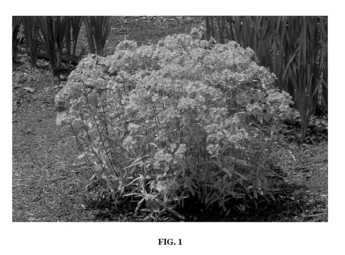 Figure 1 of US plant patent PP21329, the photograph of Triple Play printed in the patent.