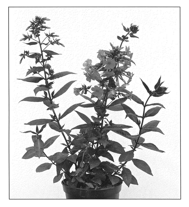 Figure 1 of US plant patent PP21330, the photograph of Nadia printed in the patent.