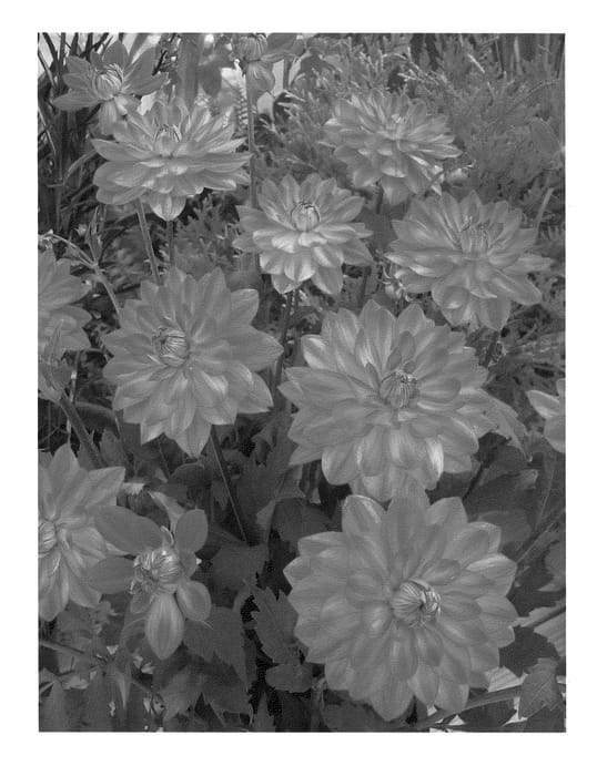 Figure 1 of US plant patent PP21331, the photograph of Karma Fiesta printed in the patent.