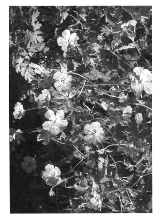 Figure 1 of US plant patent PP21333, the photograph of Sylvia's Surprise printed in the patent.