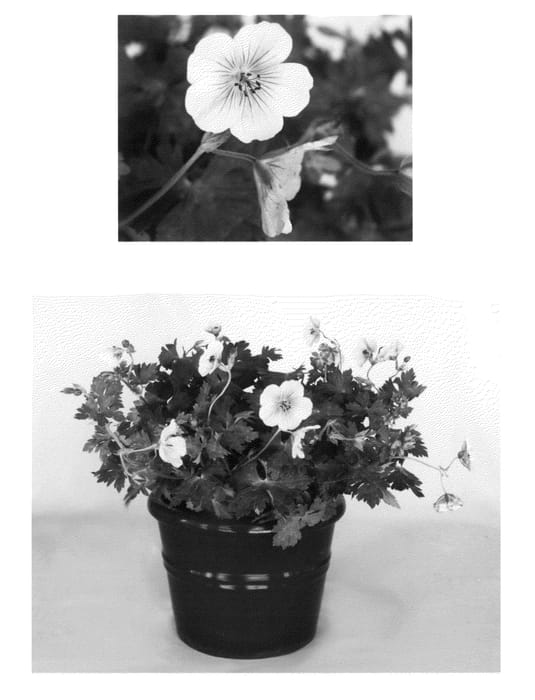 Figure 1 of US plant patent PP21334, the photograph of Lilac Ice printed in the patent.