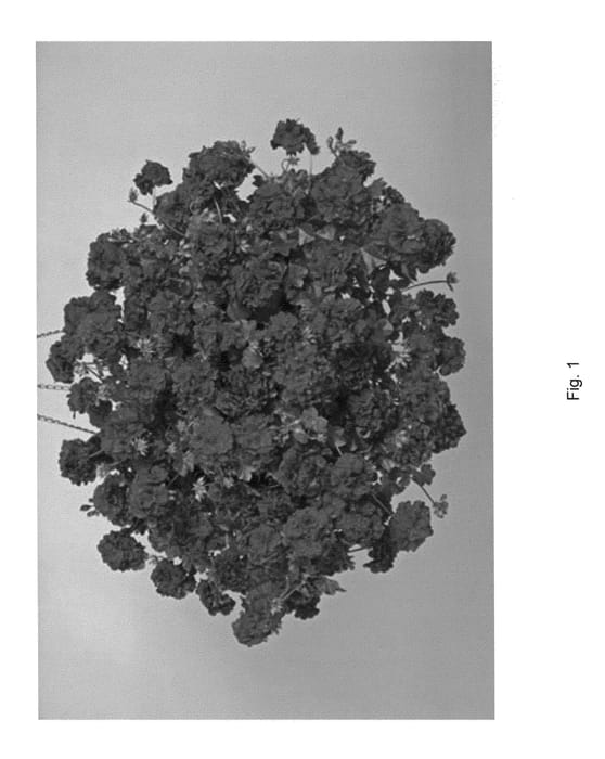 Figure 1 of US plant patent PP21335, the photograph of Fisrubito printed in the patent.
