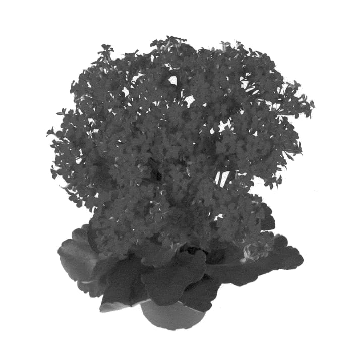 Figure 1 of US plant patent PP21337, the photograph of Paso printed in the patent.