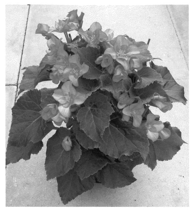 Figure 1 of US plant patent PP21338, the photograph of BBSWEET printed in the patent.