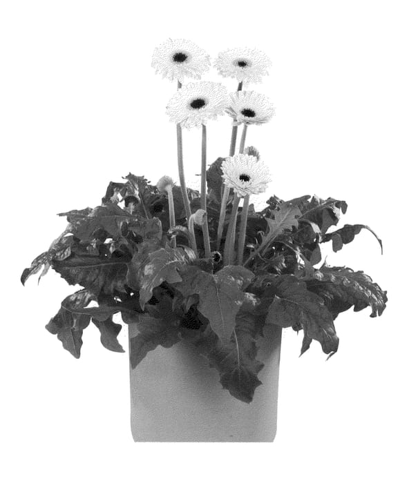Figure 1 of US plant patent PP21339, the photograph of Flocave printed in the patent.