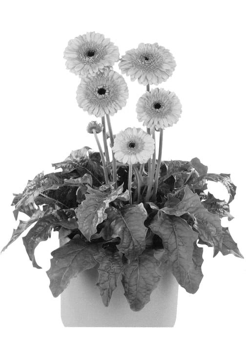 Figure 1 of US plant patent PP21340, the photograph of Flomountain printed in the patent.